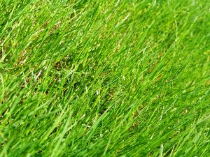 1195072_green_grass Manchmal muss Rasen ausgebessert werden