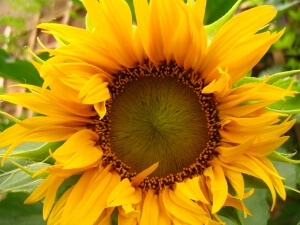 Sonnenblumen verschönern jeden Garten