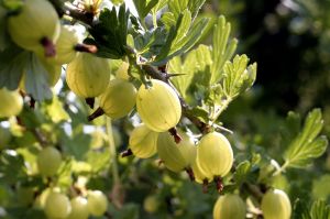 45538_gooseberries_1 Stachelbeeren sind eine richtige Delikatesse