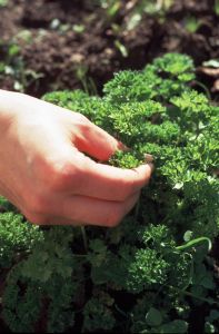762623_herbage_crop Petersilie verleiht vielen Gerichten einen besonderen Geschmack