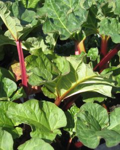 994711_rhubarb_pieplant Rhabarber lässt sich wunderbar in Kuchen verarbeiten