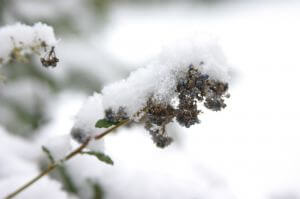 Auch im Winter gibt es im Garten etwas zu tun