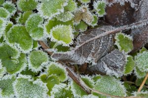 1127746_frosty_leaves_2 Der Frost kann einigen Pflanzen schaden