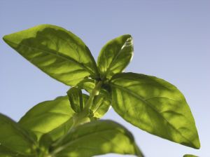 Basilikum eignet sich hervorragend zur Anpflanzung im Kräutergarten