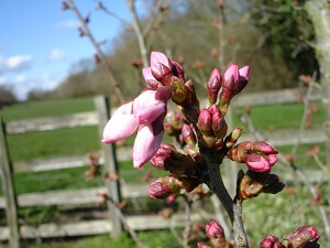 Im März erwacht der Garten langsam zu neuem Leben
