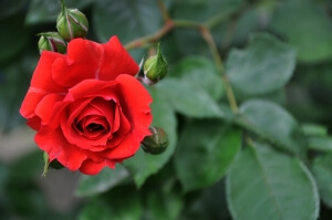 Rosen benötigen das ganze Jahr über Pflege