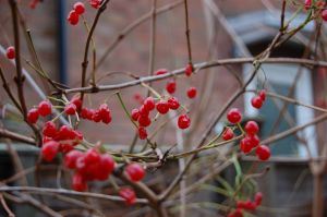 1118442_cranberry Auch die Cranberries gehören in deutschen Gärten noch zu den Raritäten