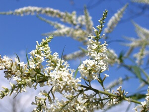 jasminstrauch Mit einer geschickten Auswahl hat man das ganze Jahr blühende Ziergehölze im Garten