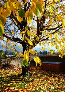 Im Herbst wird der Garten vor allem auf den Winter vorbereitet