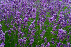lavendel Der Lavendel ist wegen seiner ätherischen Öle sehr beliebt