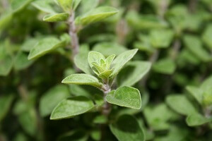 oregano2 Der Oregano ist ein beliebtes Gewürz in der mediterranen Küche