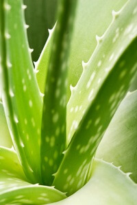 Die Aloe Vera ist eine wichtige Heilpflanze © Maksim Shebeko - Fotolia.com