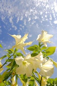 Die Engelstrompete fühlt sich im Sommer auch im Garten wohl © Christian Pedant - Fotolia.com