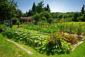 Der Gemüsegarten gute Planung sichert den Erfolg GartenRatgeber