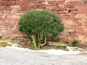 Buchsbäume pflanzen und pflegen Garten Tipps
