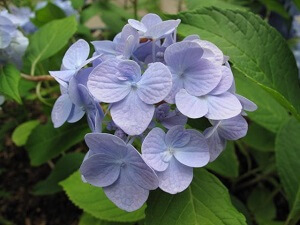 Hortensien blühen nur blau, wenn der pH-Wert des Bodens niedrig ist