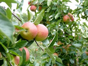 Äpfel sind ideal für eine Spalierobst-Hecke © The Photos - Fotolia.com