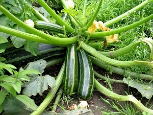 Die Zucchini beansprucht viel Platz im Garten