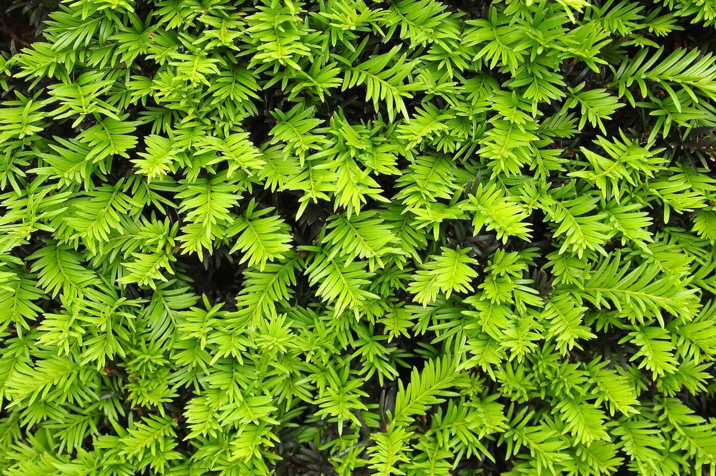 Die Eibe - vielseitig und immergrn - Garten-Ratgeber.net | Garten Tipps  fr Hobbygrtner