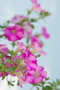Zweifarbige Petunien gehören 2014 zu den Rennern auf Terrassen und Balkonen © Vitali Andreychenko - Fotolia.com