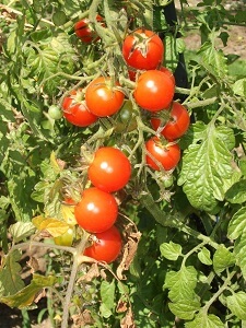 Viele Tomatensorten bringen einen hohen Ertrag