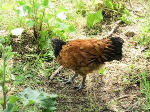 Huhnerhaltung Im Garten Garten Ratgeber Net Garten Tipps Fur