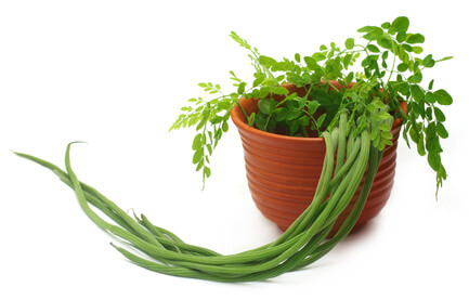 Anzucht Und Pflege Des Moringa Oleifera Garten Ratgeber Net