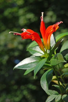Die Schamblume (Aeschynanthus) © maljalen - Fotolia.com