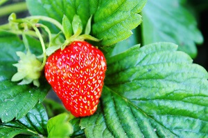 Bis Anfang September können noch Erdbeeren gepflanzt werden