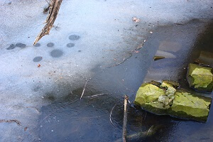 Bei geschlossener Eisdecke kann es für die Fische im Teich gefährlich werden