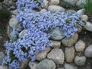 Der Phlox ist eine beliebte Pflanze in Steingärten