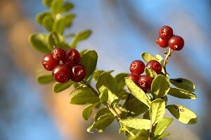 Preiselbeeren sind äußerst pflegeleicht und frosthart