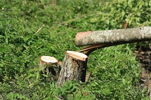 Bäume im eigenen Garten fällen Garten Tipps für