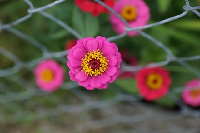 Maschendrahtzaun im Garten Maschendrahtzaun im Garten
