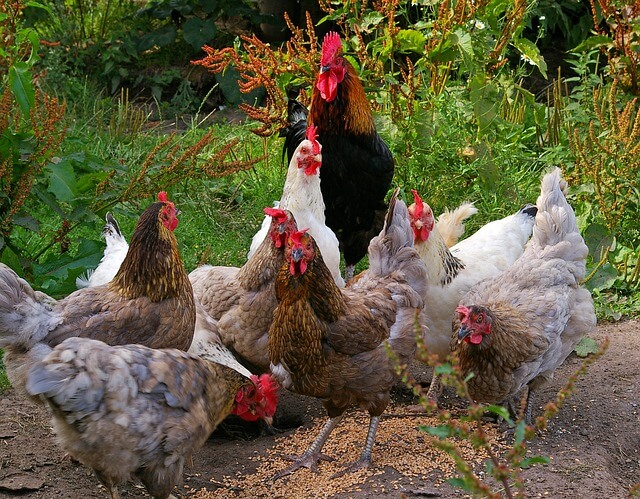 Hühnerhaltung im Garten