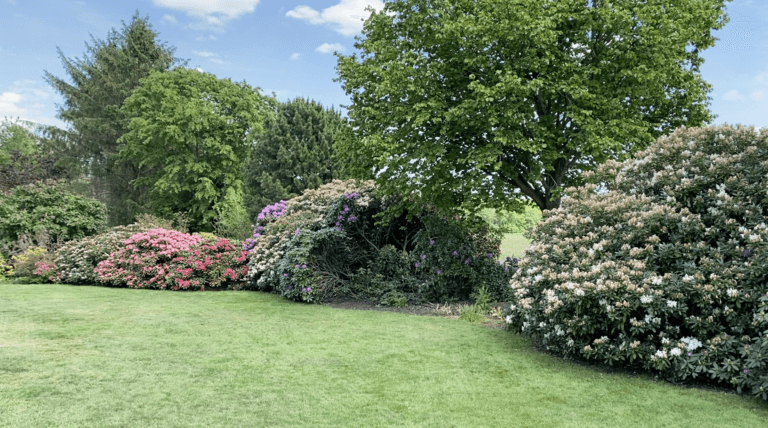 Sträucher Schattenspender, Raumbegrenzer und Blickfang Garten