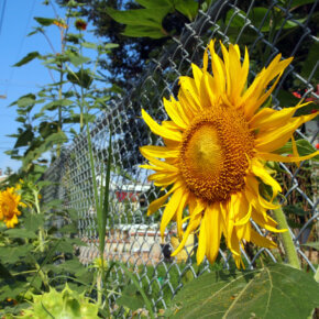 Maschendrahtzaun im Garten