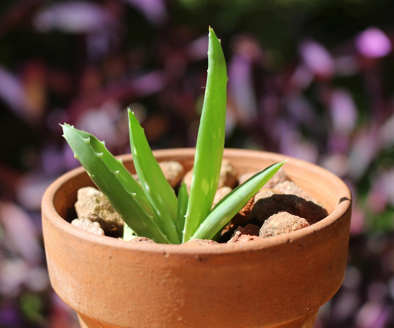 Junge Aloe vera im Terrakottatopf