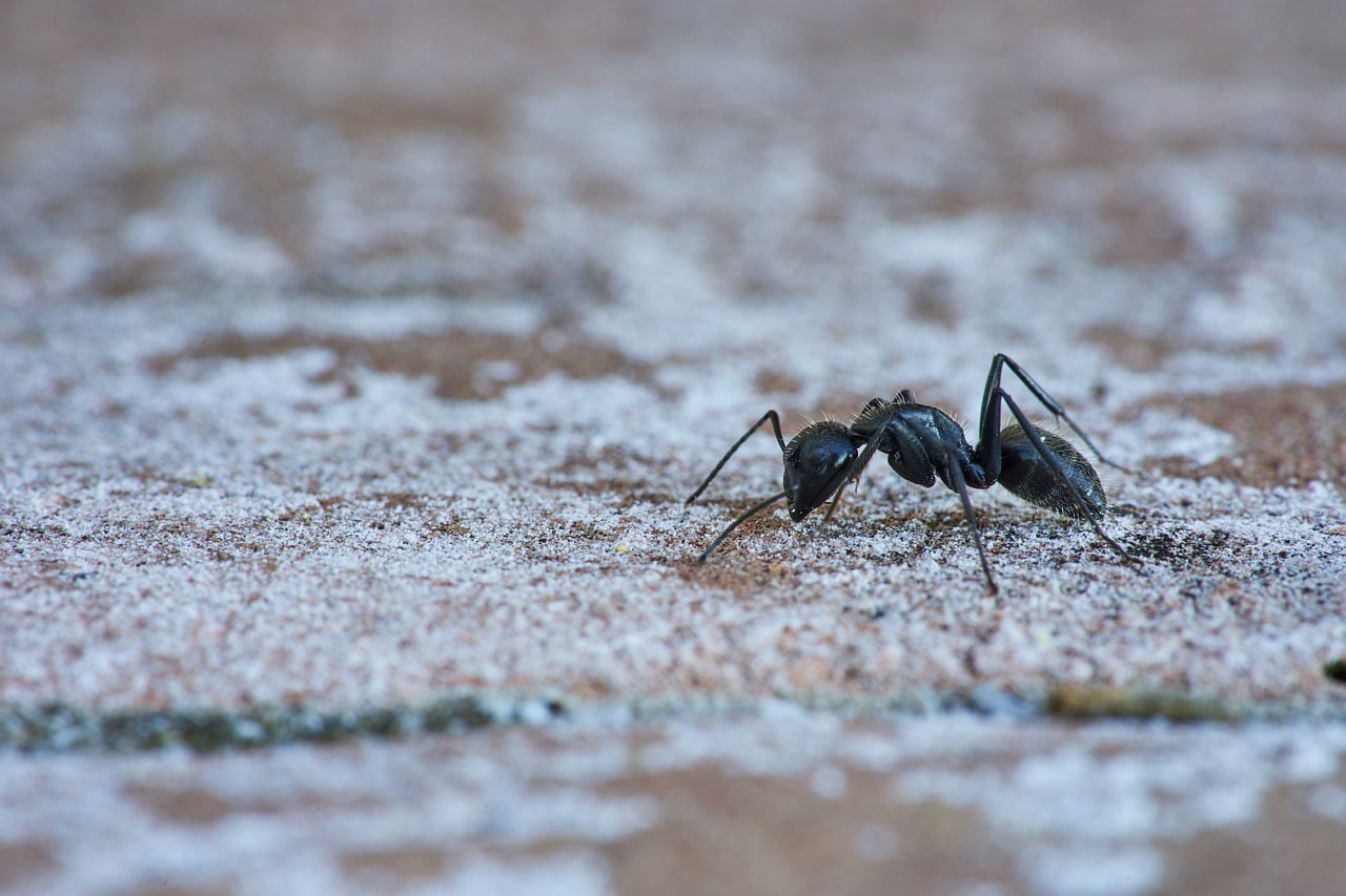 Schwarze Ameise in Nahaufnahme auf einer Steinfläche