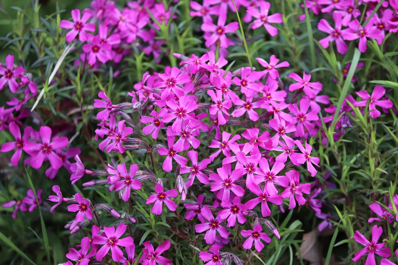 Polster-Phlox (Phlox subulata) in voller Blüte als dichter Bodendecker