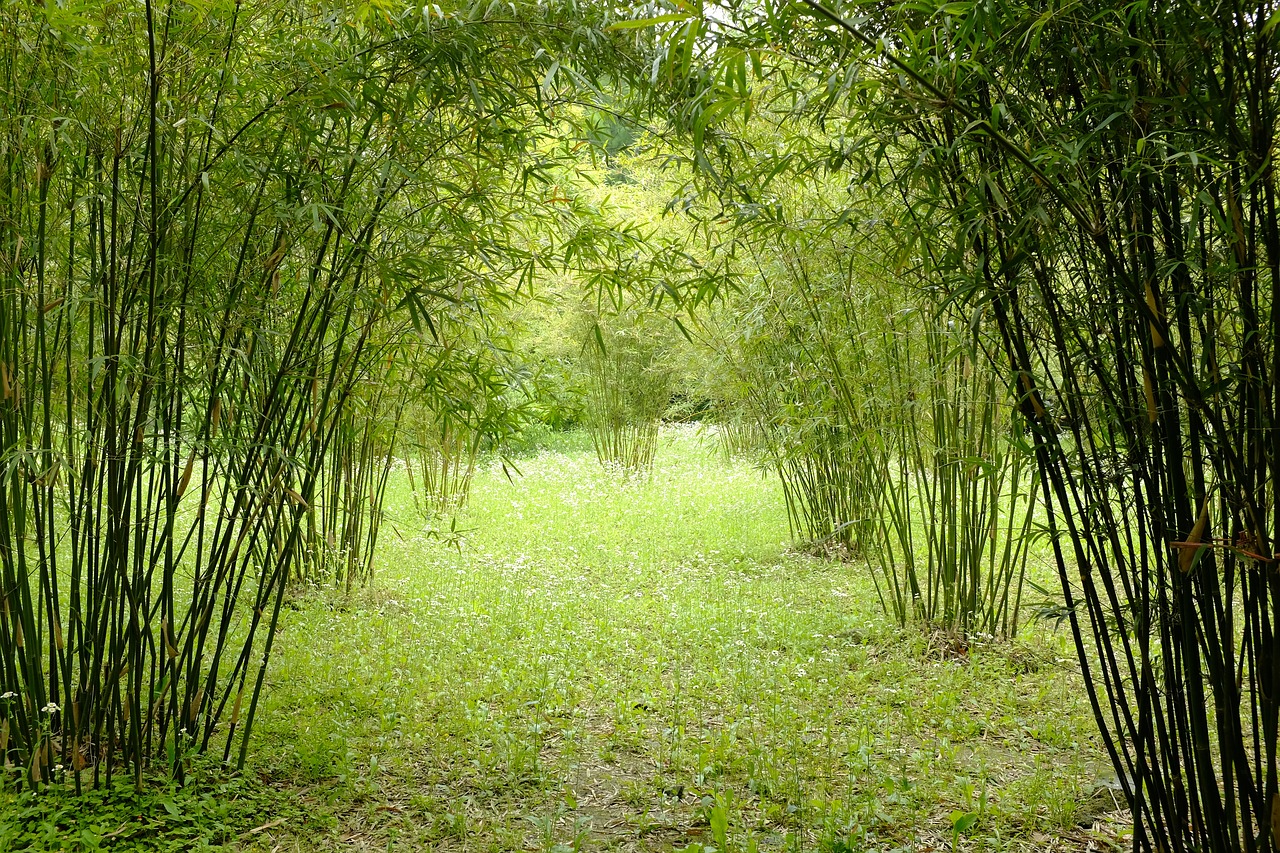 Rasenweg zwischen hohen Bambushorsten