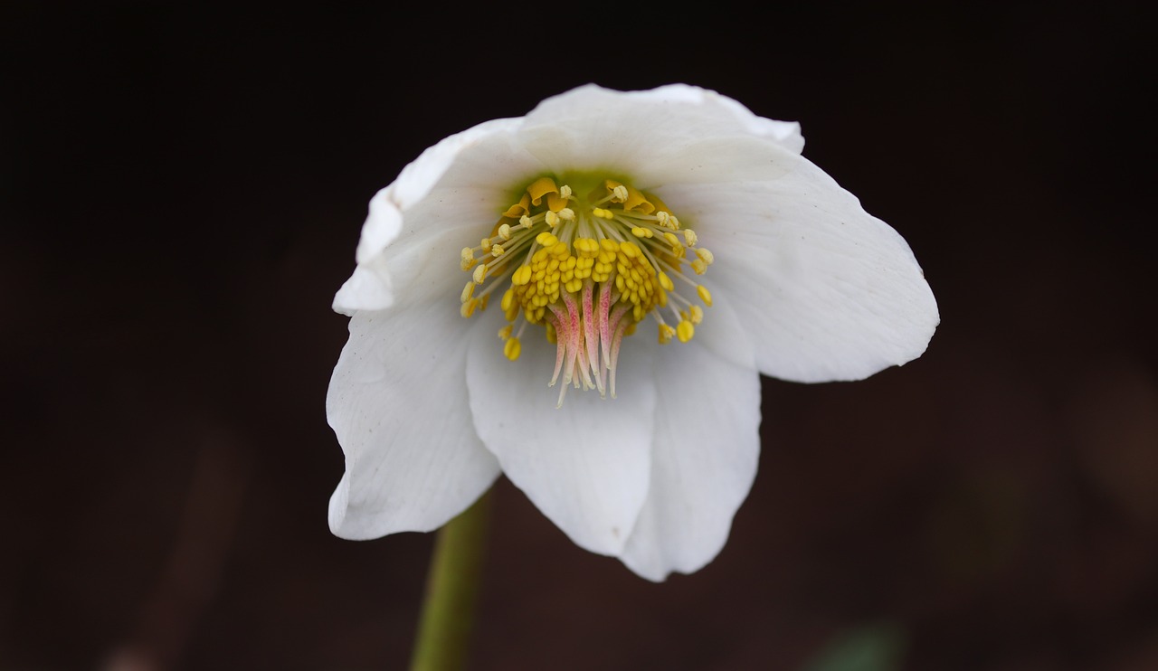 Weiße Blüte der Schneerose oder Christrose (Helleborus niger)