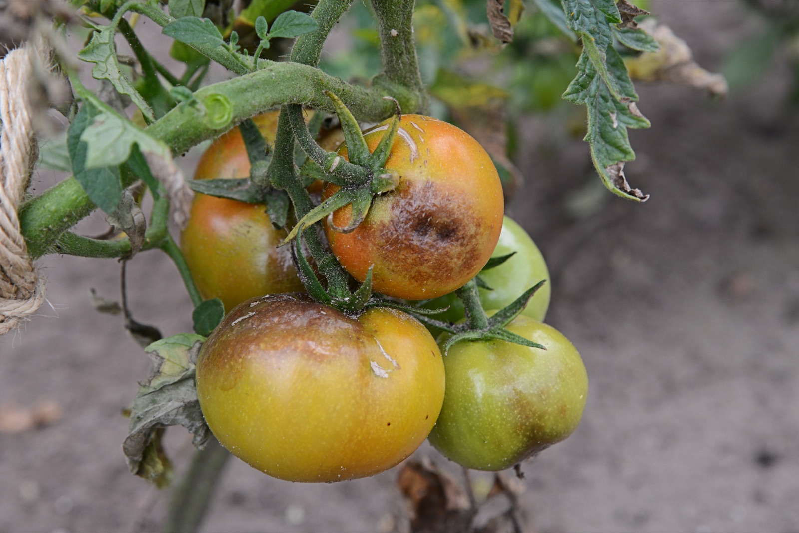 Typisches Schadbild: braune Faulstellen der Kraut- und Braunfäule an Tomatenfrüchten