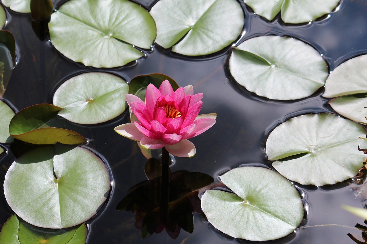 Rosa Seerose zwischen Schwimmblättern auf klarem Teichwasser