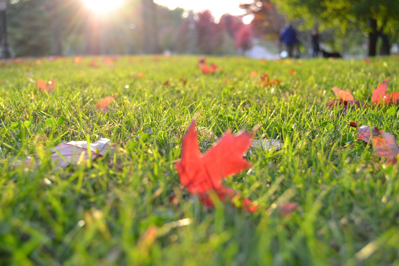 Rasen im Herbst mit ersten bunten Blättern