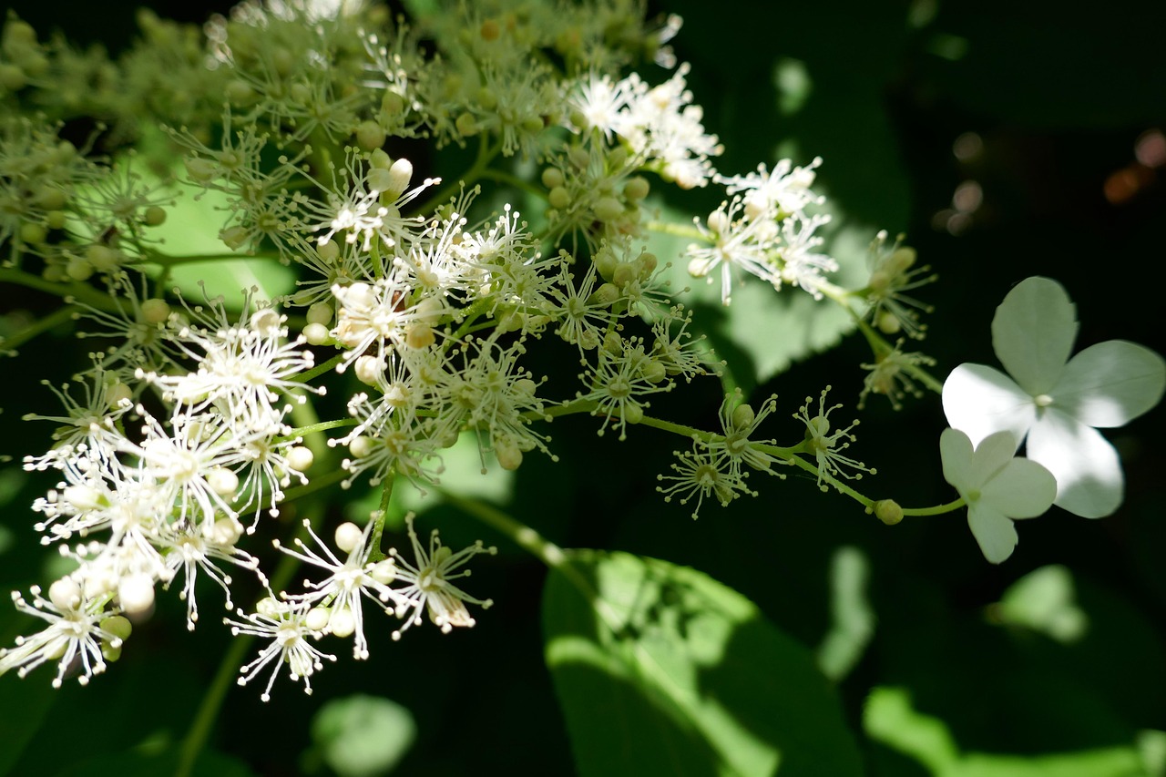 Weiße Doldenblüte der Kletterhortensie mit vierblättrigen Randblüten