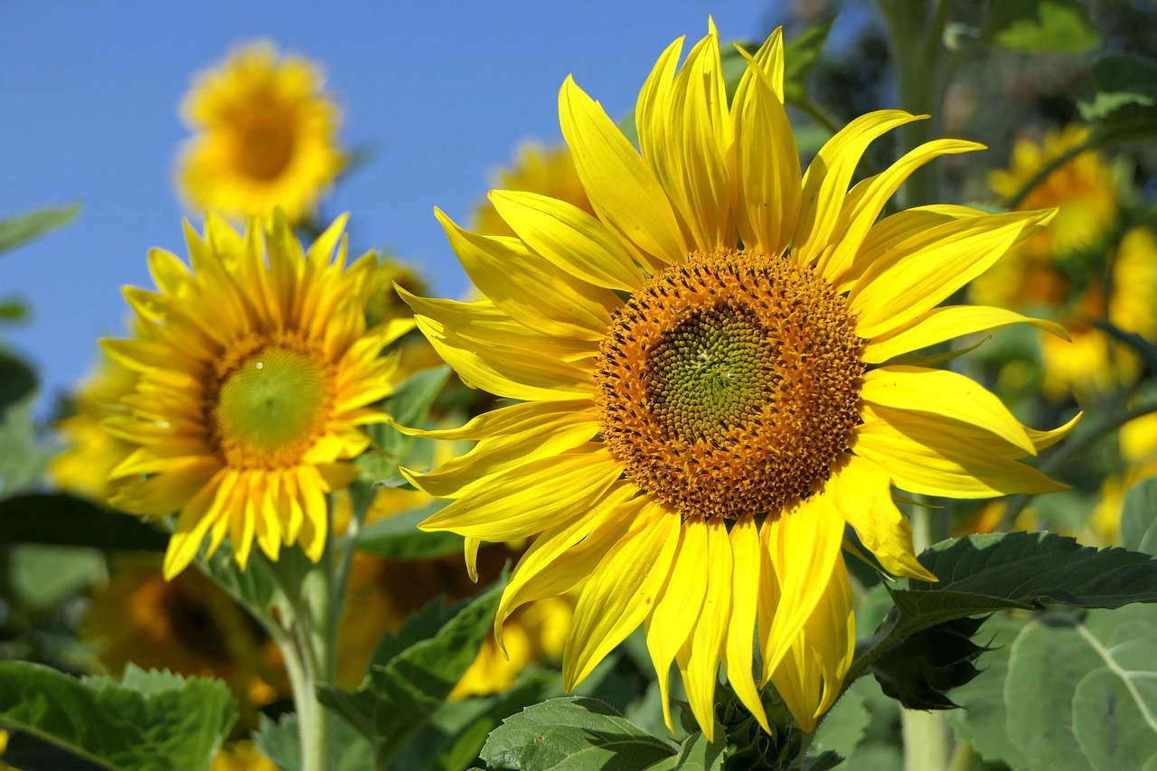 Blühende Sonnenblumen mit großen, gelben Blütenkörben