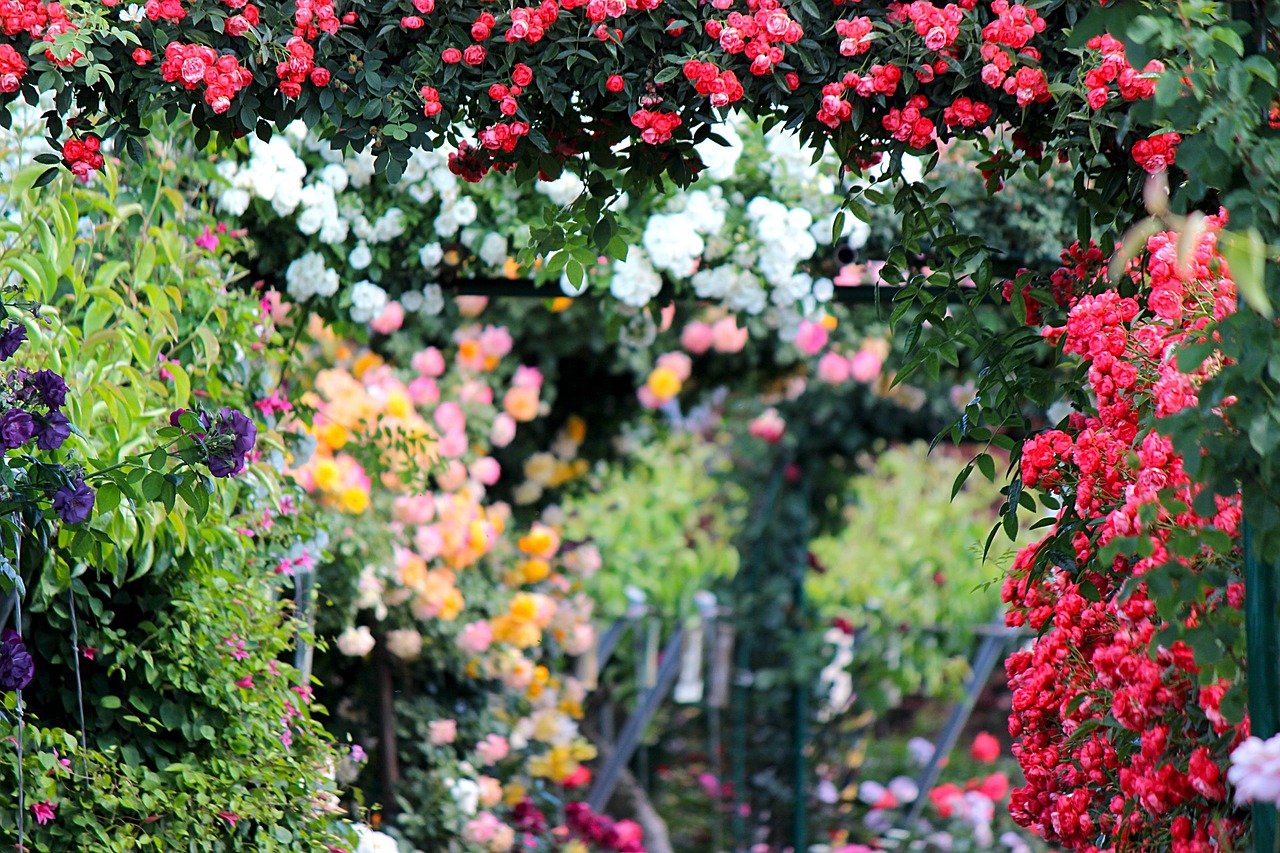 Rosengarten mit Rosenbögen und Kletterrosen in Rot, Rosa und Weiß