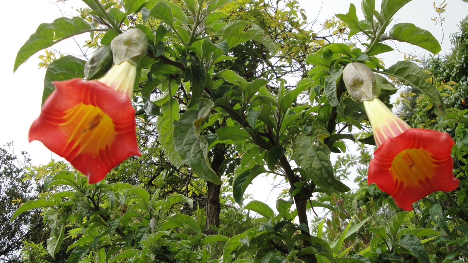 Rote Engelstrompete (Brugmansia sanguinea) mit rot-gelben Blütentrichtern am Strauch