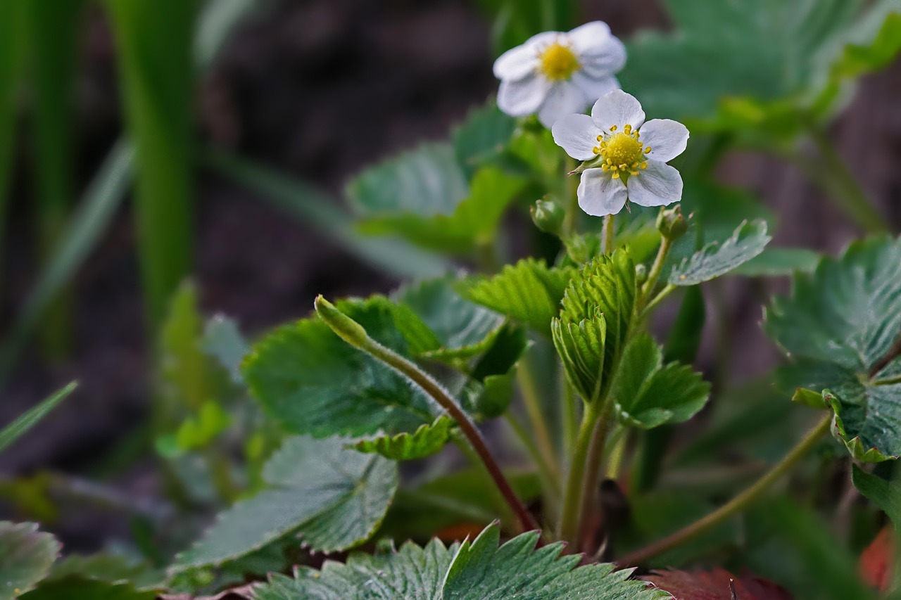 Junge Erdbeerpflanze mit frischem Laub und ersten Blüten im Gartenbeet